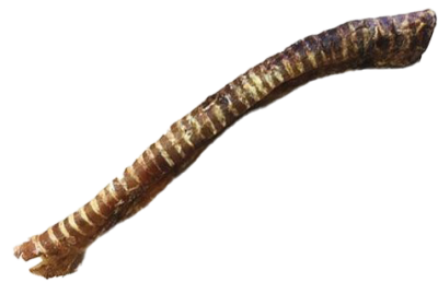 Eine ganze, längliche Rinderstrosse mit deutlicher Ringstruktur. Die Oberfläche zeigt braun-beige Farbtöne und ist leicht gebogen mit faserig ausgefranstem Ende.