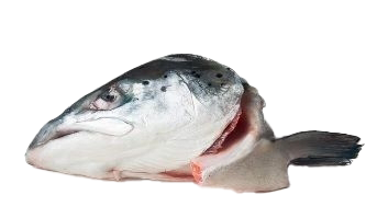 Ein roher Lachskopf mit Flossenansatz, silbergrau glänzend mit dunklen Flecken, auf weißem Hintergrund.