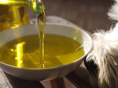 Ein gelbes Öl wird aus einer Flasche in eine weiße Schale gegossen. Rechts am Bildrand ist die Schnauze eines langhaarigen Hundes zu sehen.