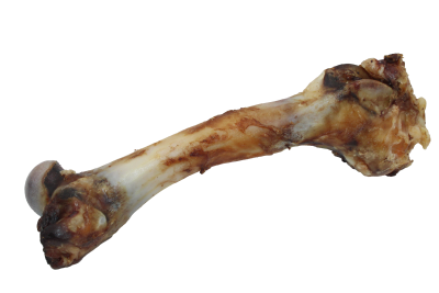  Großer, getrockneter Lammknochen mit unregelmäßiger Oberfläche, braunen Verfärbungen und knorpeligen Enden; naturbelassene, raue Struktur.