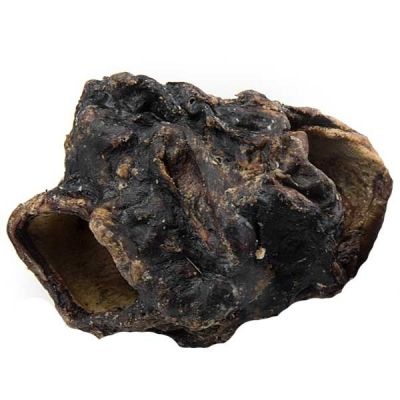 Ein großer, dunkelbraun bis schwarz getrockneter Rinderkehlkopf mit unregelmäßiger, wulstiger Oberfläche und zwei gut sichtbaren Hohlräumen an den Seiten.
