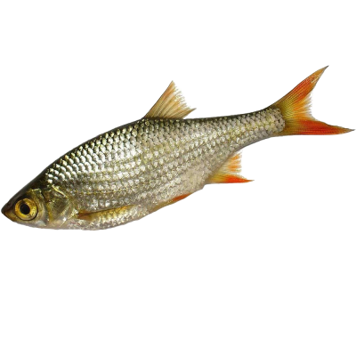 Ein ganzer Silberfisch mit glänzenden Schuppen, rötlichen Flossen und offenem Auge auf weißem Hintergrund.