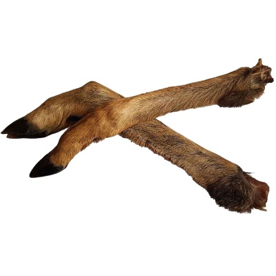  Zwei lange, braune getrocknete Rehbeine mit dichtem Fell und schwarzen Hufen, leicht überkreuzt auf weißem Hintergrund dargestellt.