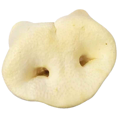 Eine hellbeige, rundlich gewölbte Schweinenase mit zwei gut sichtbaren Nasenlöchern und leicht poröser, gepuffter Oberfläche.