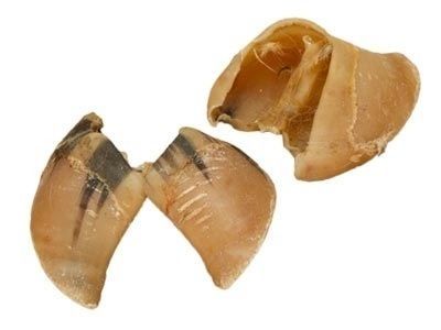 Zwei helle, braun-gelbliche getrocknete Rinderhufe mit glänzender Oberfläche und dunkleren Streifen, halbkreisförmig geöffnet und glattkantig, auf weißem Hintergrund.