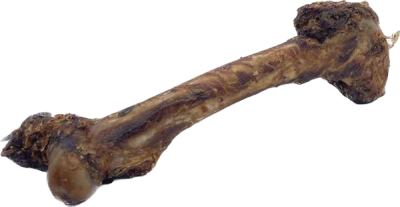 lange, braune getrocknete Rehbeine mit dichtem Fell und schwarzen Hufen, leicht überkreuzt auf weißem Hintergrund dargestellt.