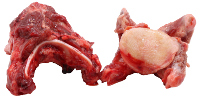 Zwei rohe, fleischige Rindergabelknochen mit sichtbarem Knochenanteil, rot gefärbtem Muskelfleisch und hellen Fett- und Knorpelbereichen, unregelmäßige Form, freigestellt.